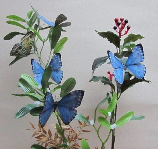 Morpho portis thamyris