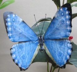 Morpho portis thamyris