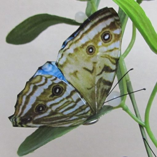 Morpho portis thamyris