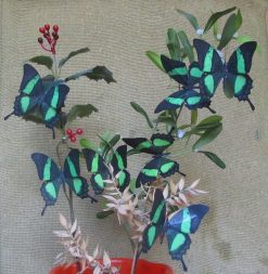 Papilio palinurus daedelus