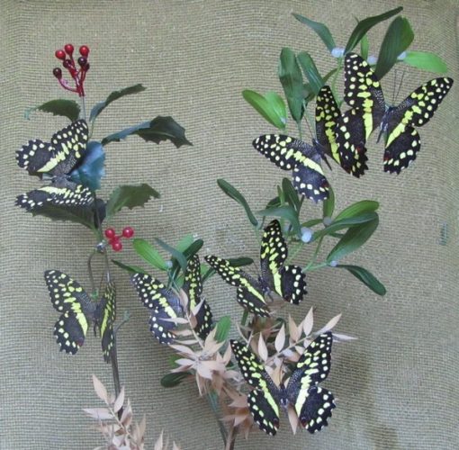 Papilio demodocus