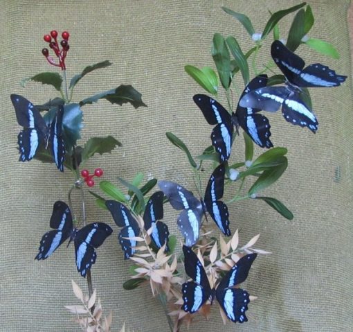 Papilio nireus