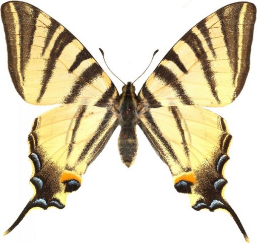 Iphiclides podalirius