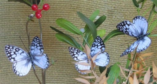 Melanargia pherusa