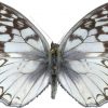 Melanargia pherusa