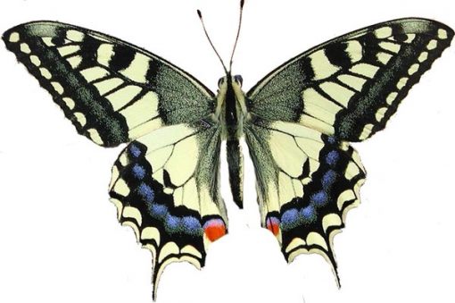 Papilio machaon