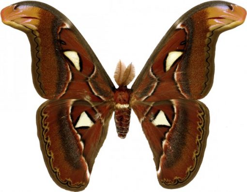 Attacus atlas