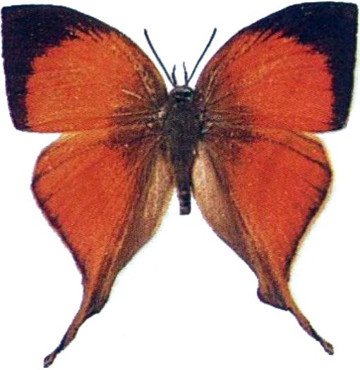 Loxura athimnus