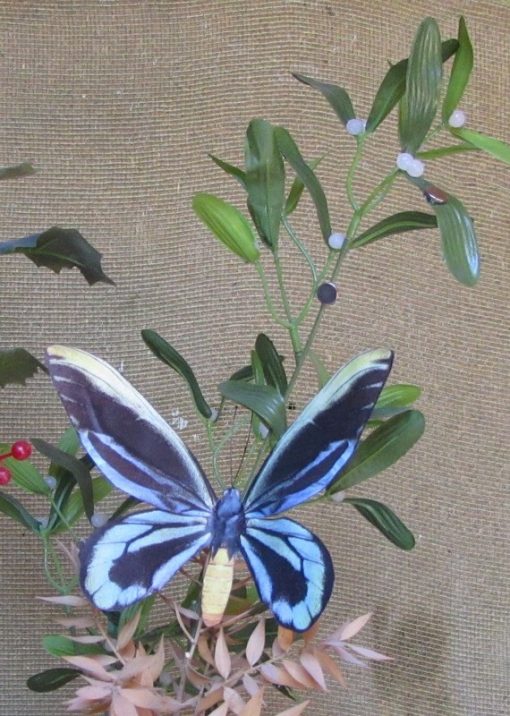 Ornithoptera alexandrae