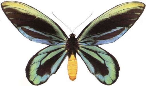 Ornithoptera alexandrae