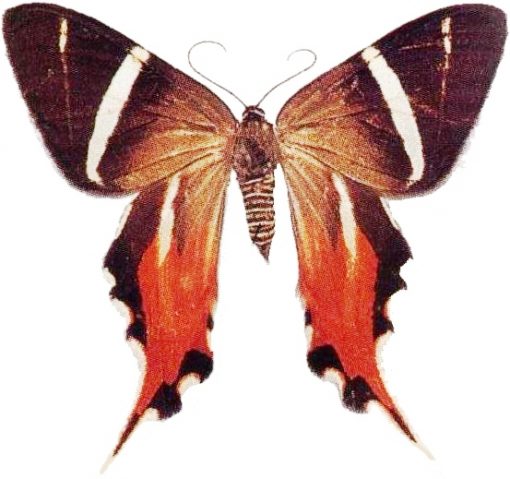 Erateina staudingeri