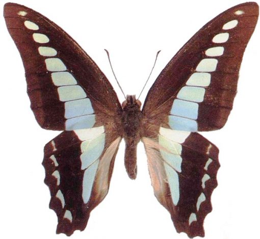 Graphium sarpedon