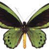 Ornithoptera priamus