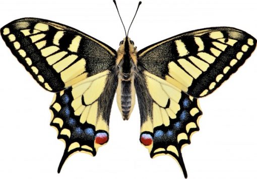 Papilio machaon