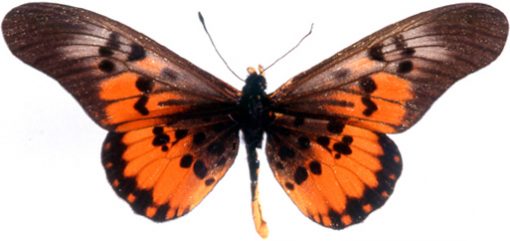 Acraea rogersi