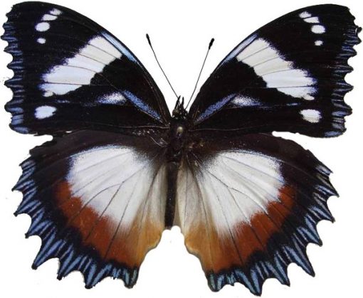 Hypolimnas dexithea