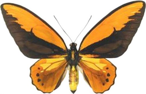 Ornithoptera croesus lydius