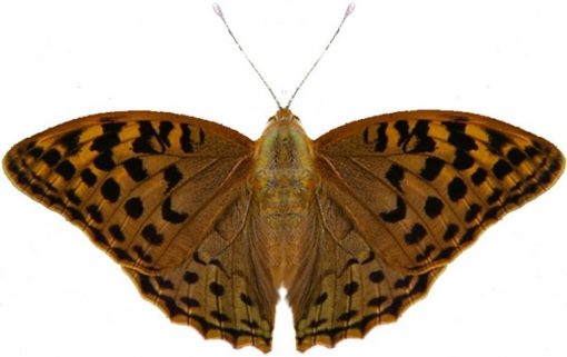 Argynnis pandora